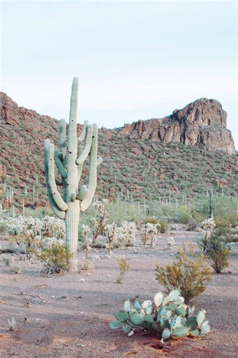 saguaros in the Sonoran Desert | Sonoran desert, Desert aesthetic, Desert life