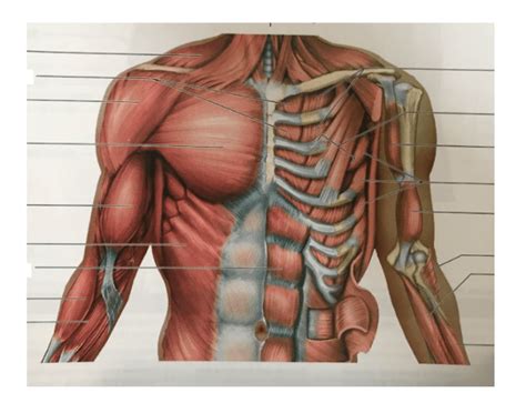 Identify the muscle labeled 2. Anterior Trunk Muscles