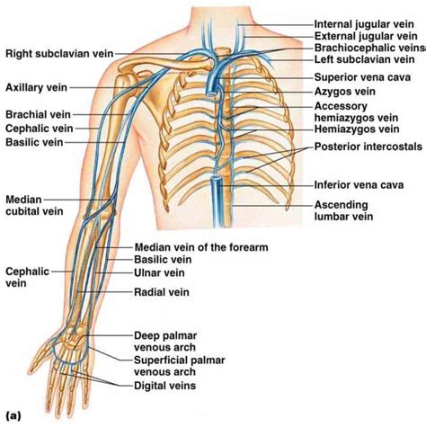 Anatomy Of The Veins In The Arm Medicinebtg Com