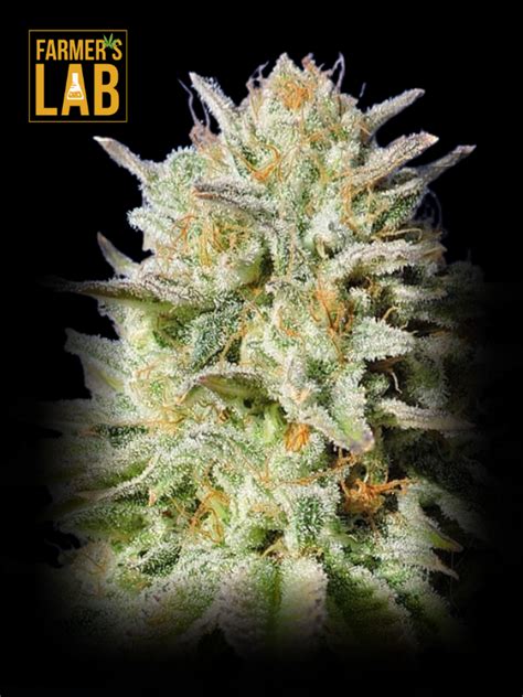 Buy Gorilla Glue Autoflower Seeds Fast Secure Delivery 🌿💳
