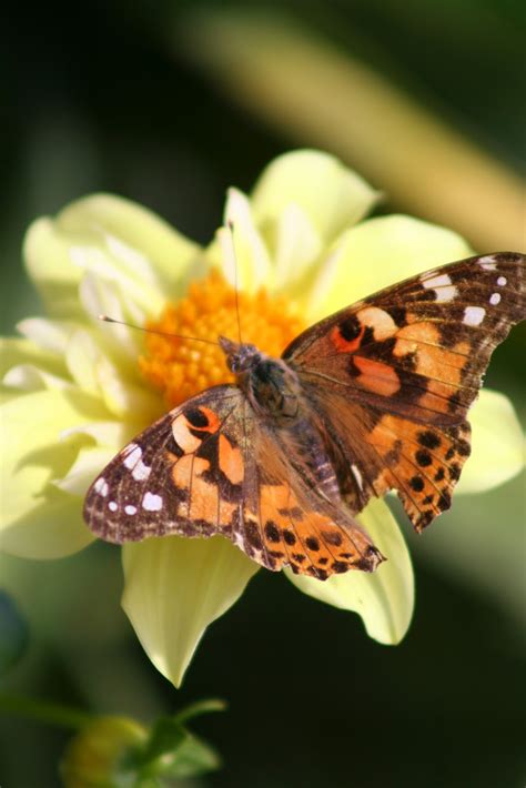 Download Delco Daily Top Ten: Top 10 Identifying Butterflies