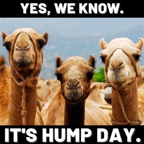 The Best Happy Hump Day Memes Hump Day Meme Funny Hump Day Memes Hump Day Quotes Funny