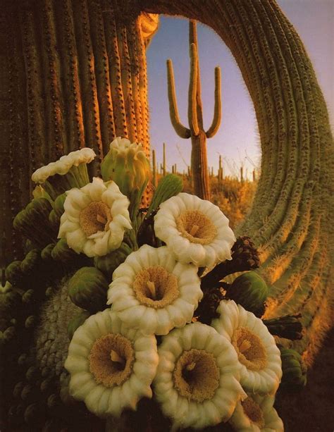 Each flower blooms for an average of 24 hours, so don't expect to come back the next day to snag a photo! Desert Cactus & Flowers | Arizona~Deserts/Mountains ...