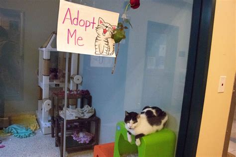 13 Cats Found Their Purr-fect Match - Pasadena Humane