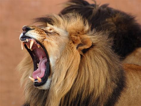 Lion Roaring My Hd Animals