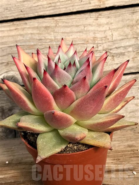 Shpr8872 Echeveria Agavoides Hybrid Кактус онлайн