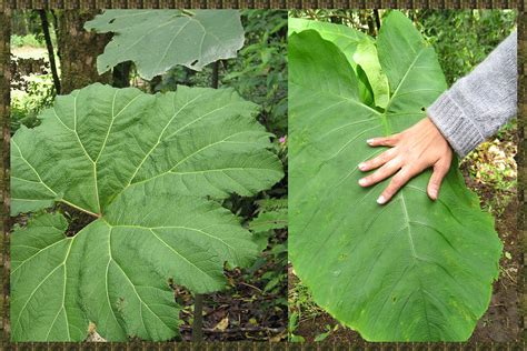 Costa Rica Wild Show Huge Leaf Plants Compare With Size Of Hand Of An