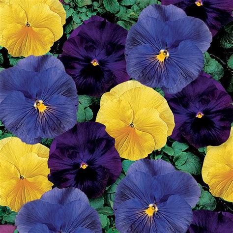Pansy Pansy Viola Delta Tricolor Mix From American Farms