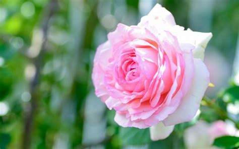 Closeup Of Beautiful Pink Rose With Blur Background 4k Hd Flowers