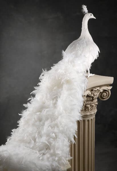 Giant White Artificial Peacock with Curly Feathers 54in