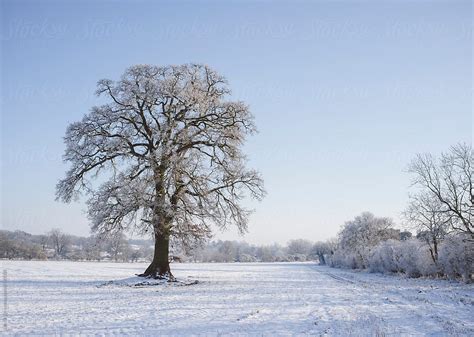 Oak Tree In A Snow Covered Field By Stocksy Contributor Liam Grant