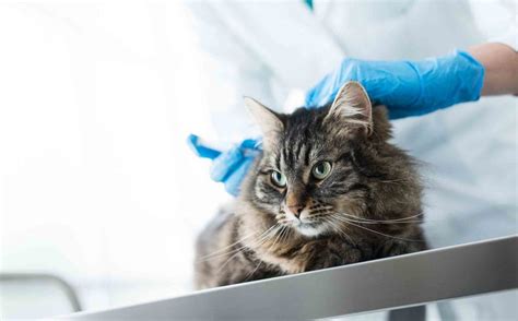 A Closer Look At Cat Vaccinations Dupont Veterinary Clinic