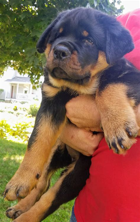 Our puppies are raised by hand at home in our missouri home in a loving household where they are carefully nurtured, gently played with and guided as they grow up in a safe environment. Rottweiler Puppies For Sale | Massillon, OH #220990