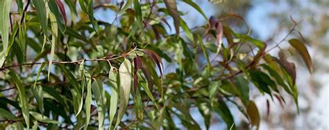 Naissance eucalyptus, lemon essential oil 100ml use in aromatherapy, massage. Lemon Eucalyptus Essential Oil Uses and Benefits | AromaWeb