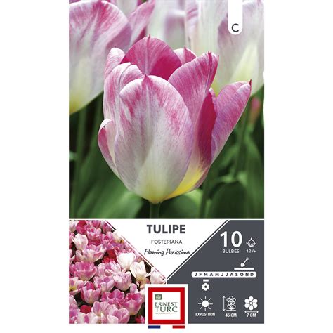 Bulbes Tulipe Fosteriana Flaming Purissima Cr Me Stri Ros X