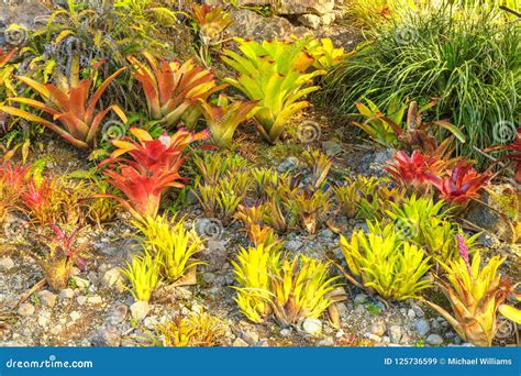 A Garden Of Colorful Bromeliads Stock Image Image Of Golden Beauty