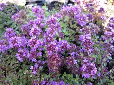 Thymus praecox purpurteppich ist sehr genügsam und benötigt viel sonne. Der Thymus serpyllum Coccineus Teppich-Thymian ist duftend