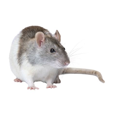 Petsmart Animals For Salecareer Search Result
