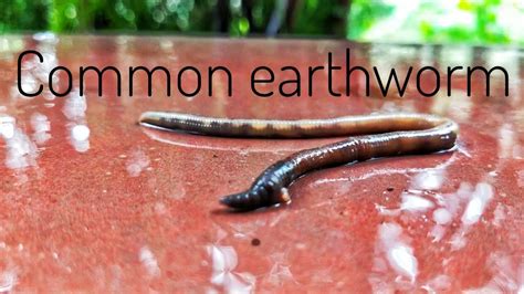 Common Earthworm Gave Birth To Baby Worm Youtube
