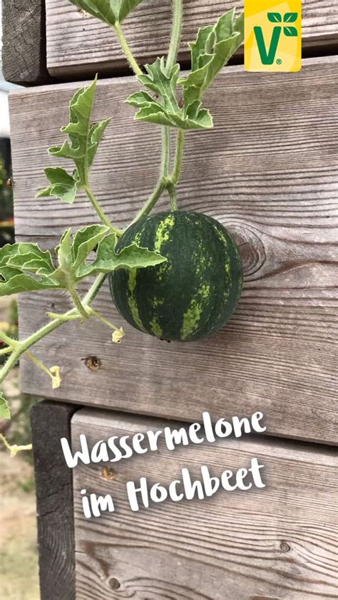In diesem video zeige ich euch, wie man stangenbohnen im garten anbaut und wie die pflanzen im jahresverlauf aussehen. Hier findest Du Melonensorten für den eigenen Anbau im ...