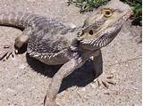 Bearded dragons are agamid lizards in the genus pogona. House Pets A-Z Guide | Kandginfo