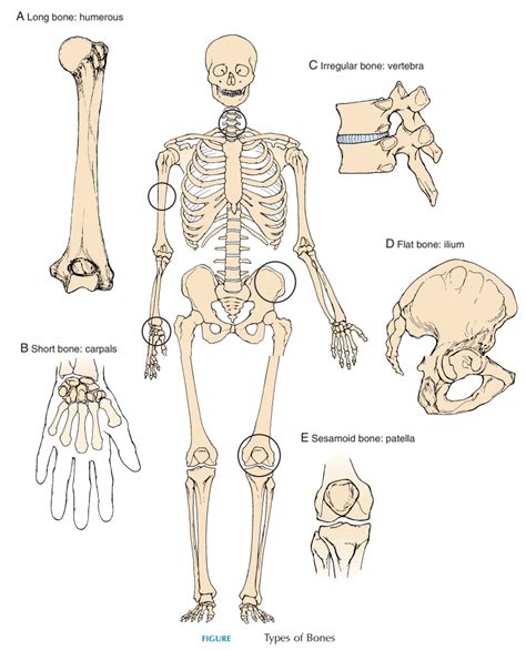 Start learning with our skeleton diagrams, bone labeling exercises and skeletal system quizzes! Types of Bones