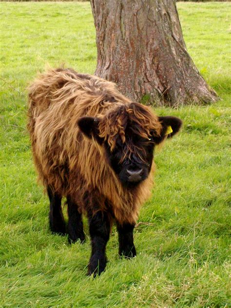 Highland Cattle Coloring Download Highland Cattle