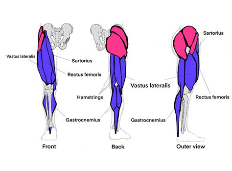 Leg Muscle Diagram Labeled Simple Muscular System Pic