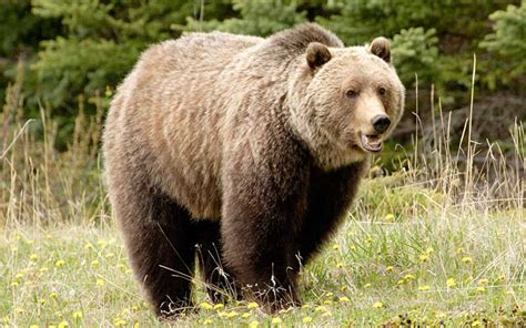 El Oso Grizzly Sale De La Lista De Especies Amenazadas