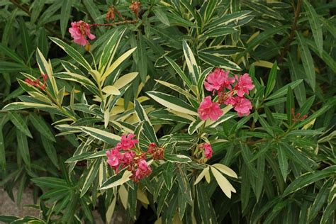 Características E Cuidados Com A Espirradeira Nerium Oleander