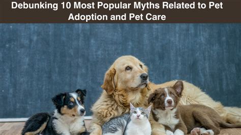 Know About The 10 Most Popular Myths About Pet Adoption