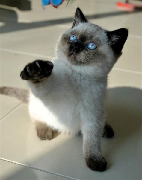 A Siamese Cat With Blue Eyes Sitting On The Floor And Raising Its Paw Up