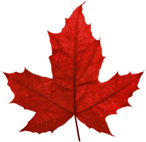 Canadian Leaf Png Png Image Collection