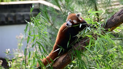 Red Panda Beeveephoto Flickr