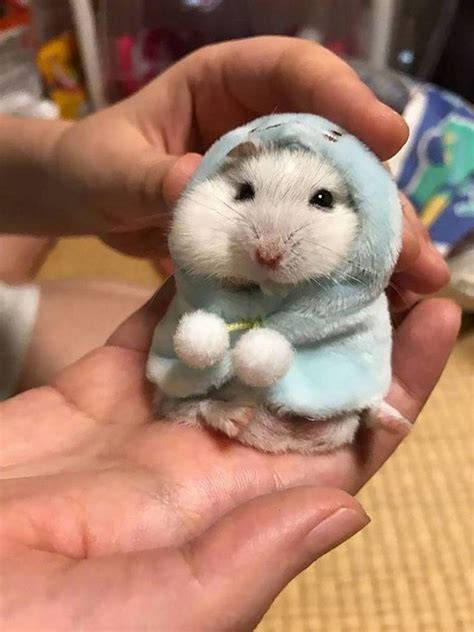Scared Hamster Holding Cross Meme Meme Baby