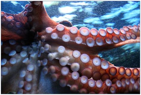 World Octopus Day Holiday