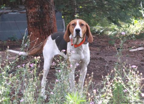 Virginia State Dog American Foxhound American Foxhound The Fox And