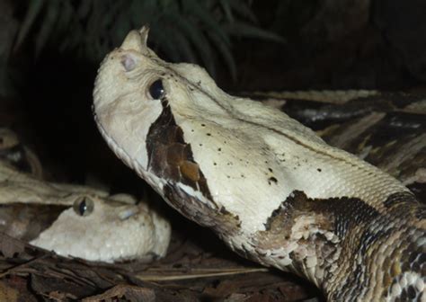 Maybe you would like to learn more about one of these? Why do some snakes have horns? | ScienceBlogs