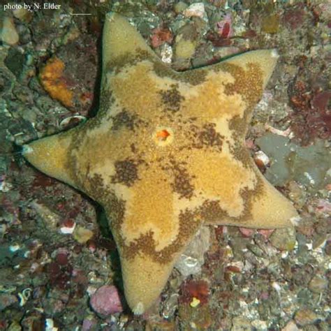 Echinoderm Identification Seastars
