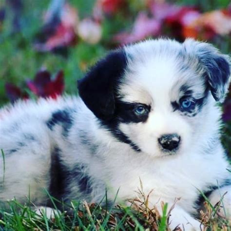 A european breed perfected in california by way of australia. Aislin Fields, Miniature Australian Shepherd Breeder in ...