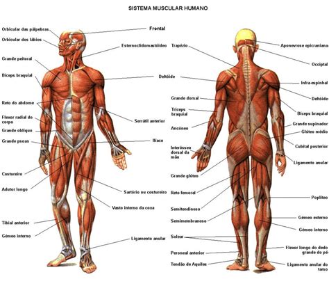 Muscular System Diagram Blank Koibana Info Muscle Diagram Muscular