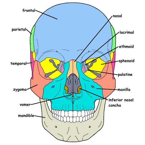 Craniosacral System Overview Integrative Works