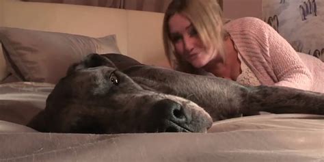 Worlds Tallest Dog Could Soon Be Freddy The Great Dane
