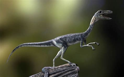 Compsognathus One Of The Smallest Dinosaurs