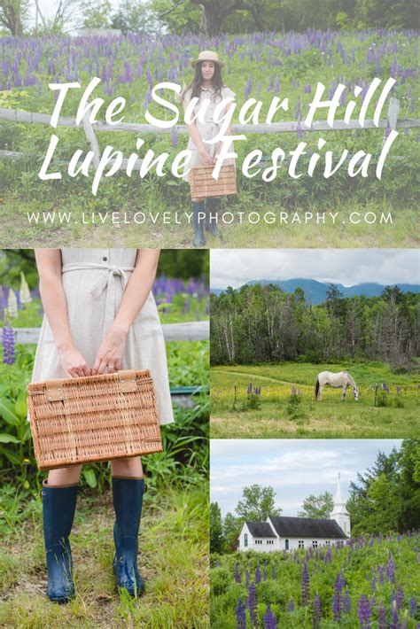 19 kimball hill rd, hudson, nh 03051. How To Celebrate The Lupine Festival At Sugar Hill | New ...