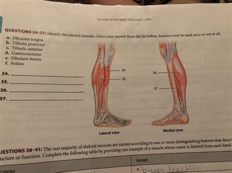 .human body muscles with names, muscular body parts name major muscles of the body, with their common names and scientific (latin) names your job is to diagram and label the major muscle groups, for both. Solved: Muscles Of The Upper And Lower Limbs QUESTIONS 34-... | Chegg.com