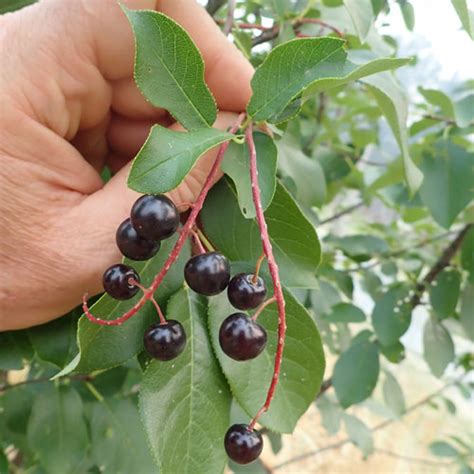 Cherry Wild Virginia Chokecherry Prunus Virginiana Potted Plant