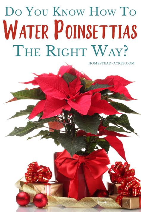 Play close attention to the following tips: How To Care For Poinsettias Year Round - Homestead Acres