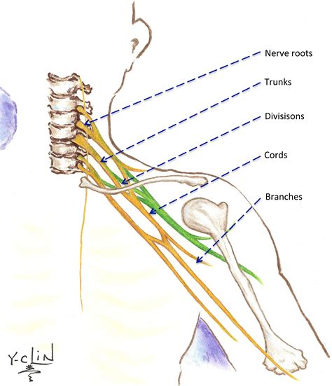 Brachial Plexus Simplified