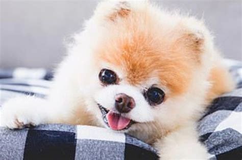 Worlds Cutest Dog Dies Of Heartbreak After Losing Best Friend